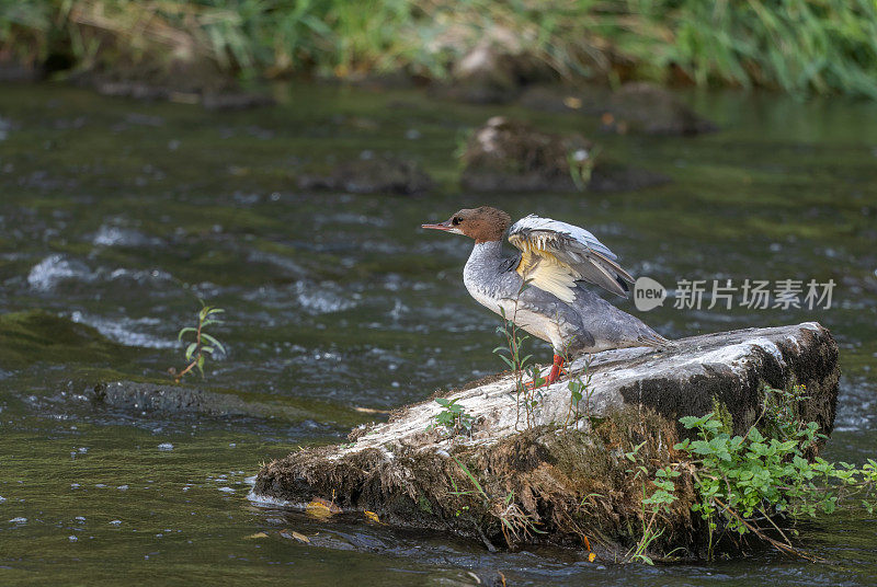 雌性野鹅(Mergus merganser)